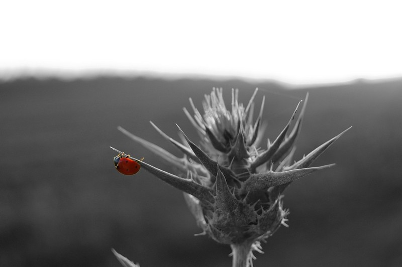 The Lonely Ladybug
