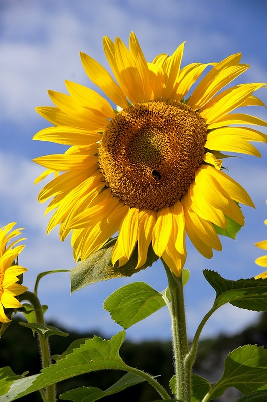 פרח השמש