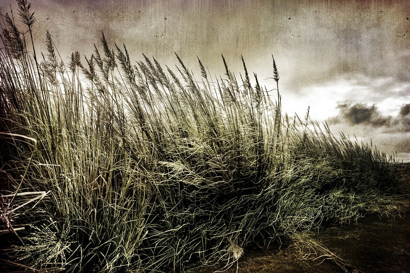 windy grass&nbsp;-&nbsp;�����, ����� ����, �� ����, ����� �������,&nbsp;����  ���  ����  ���  ���  ����  �����.&nbsp;����� ��&nbsp;��  �����. ������: SONY DSLR-A700