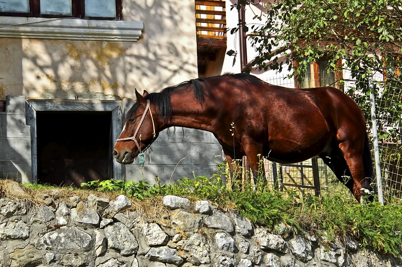 הסוס שליד הבית