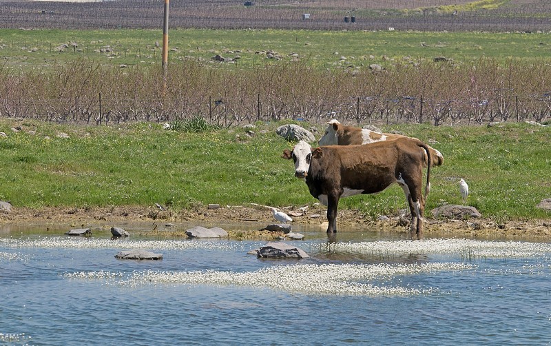 the waiting cow&nbsp;-&nbsp;���� ����, ����,&nbsp;���� ���� ��� ��� ��� .&nbsp;����� ��&nbsp;����� ����. ������: NIKON D90