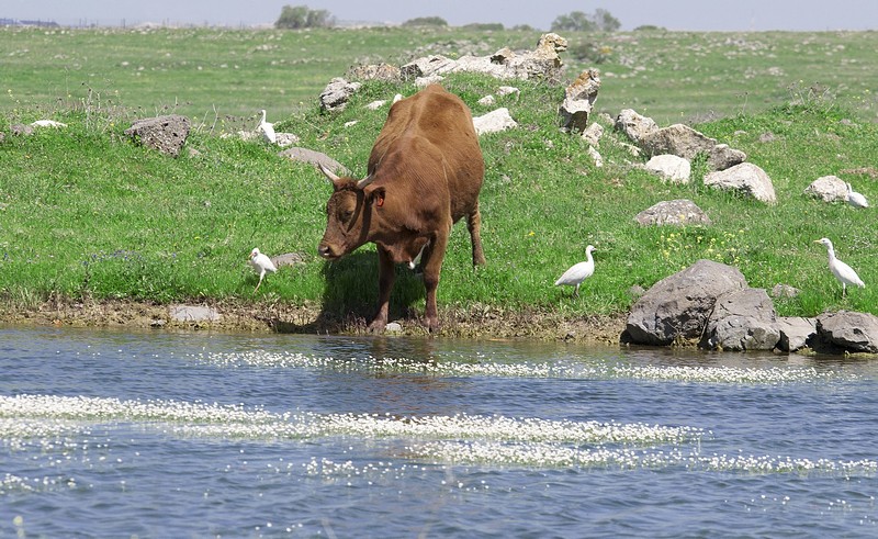 cow&nbsp;-&nbsp;���� ����, ����,&nbsp;���� ���� ���� ��� .&nbsp;����� ��&nbsp;����� ����. ������: NIKON D90