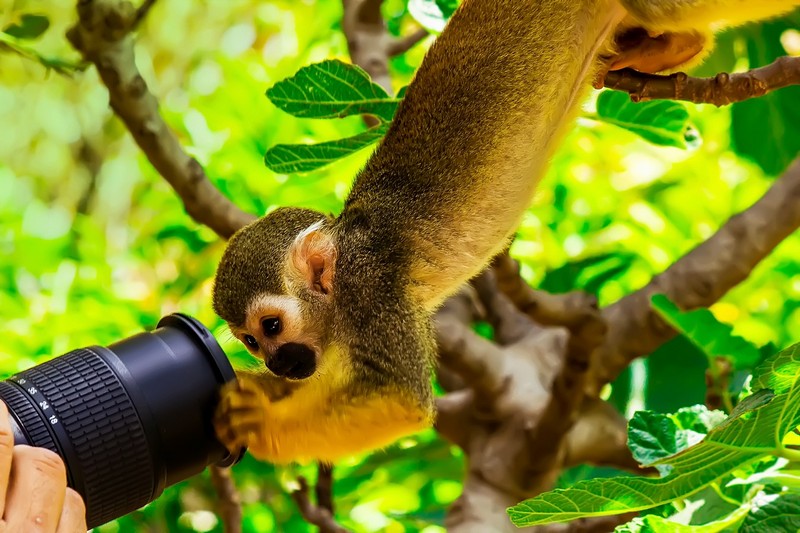 close up&nbsp;-&nbsp;���� ����, �����,&nbsp;���.�����..&nbsp;����� ��&nbsp;Elhanan Simhayev. ������: Canon EOS 550D