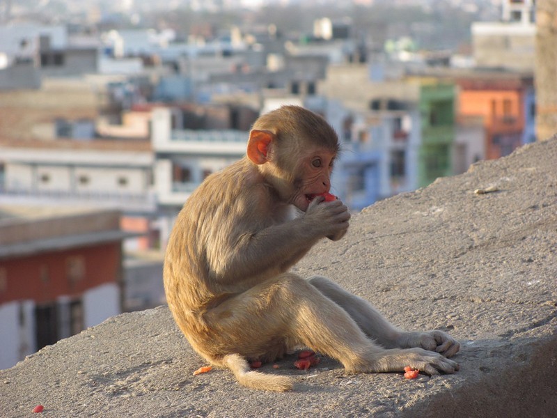 קוף בג'איפור שבהודו