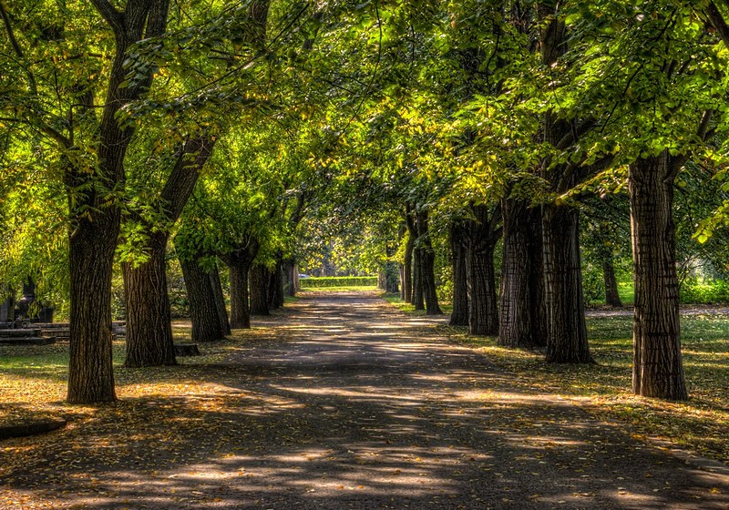 Green Alley&nbsp;-&nbsp;���, ������ �����, ����, ������, ������ �����,&nbsp;���� ���� ��.&nbsp;����� ��&nbsp;���� �����. ������: NIKON D40