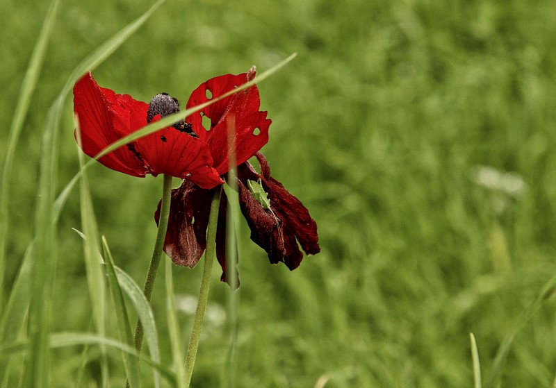 ��� ����, ��� ��&nbsp;-&nbsp;���, �����, �����, ���� ����,&nbsp;����� .&nbsp;����� ��&nbsp;����� ���� . ������: Canon EOS 600D