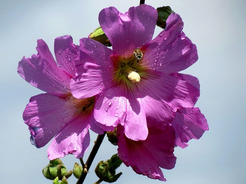 ������ ����� ���� ����&nbsp;-&nbsp;���, �����, �����,&nbsp;������ �����.&nbsp;����� ��&nbsp;��� ����. ������: Canon PowerShot SX40 HS