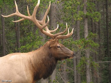 Elk ליד ג'ספר קנדה