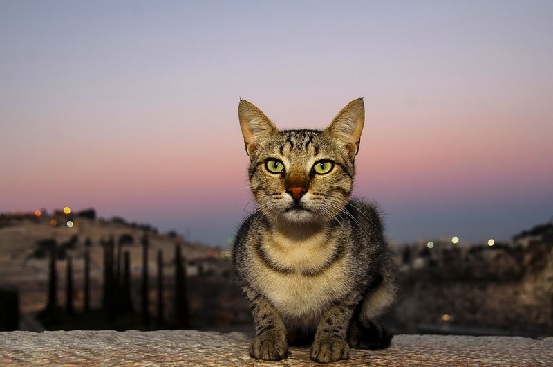 חתול ירושלמי