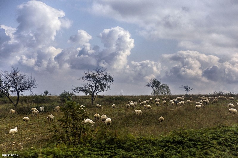 כבשים ועננים