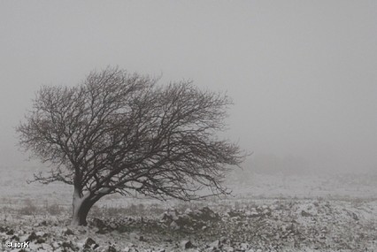 עץ בודד בחורף