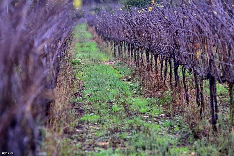 Purple vineyard