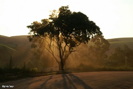 עץ נגוהות - טבע, מקומות בעולם, עצים, אפריקה, שקיעות, טבע  דרום אפריקה. צילום של יגאל מירון. המצלמה: MAXXUM 7D