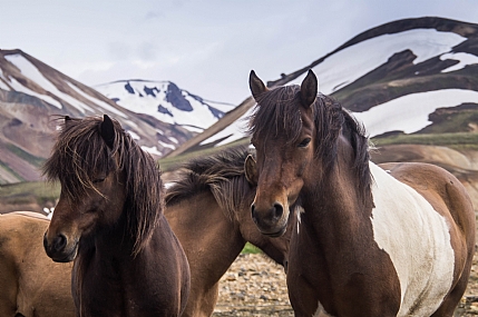 סוסים ונוף באיסלנד