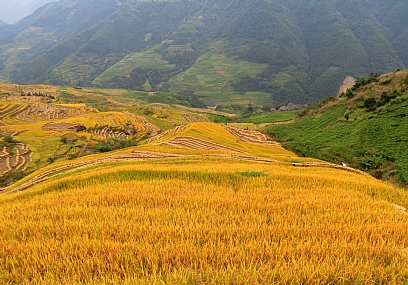 שדות האורז