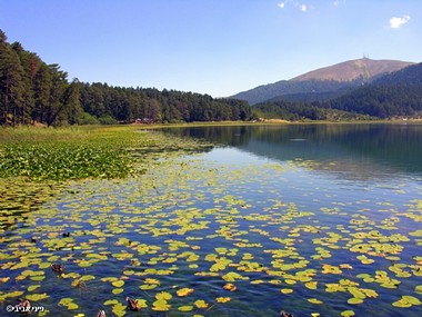 שושנות מים בנוף אגם