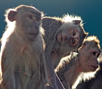 Monkeys at BenShemen