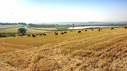 פרות בשדה