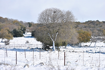 עץ בשלג