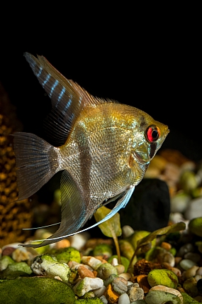 Scalaria fish
