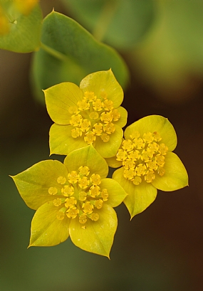 פרח צהוב