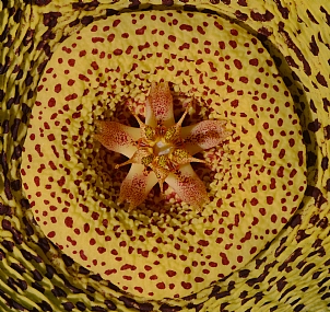 לב פרח הקקטוס