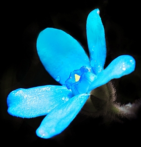 פרח כחול עמוק