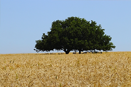 עץ בודד בשדה חיטה