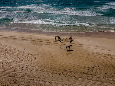 סוסים בחוף