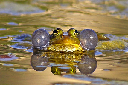 צפרדע..לחיים..ומטבעות.