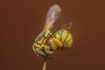 דבורת בר