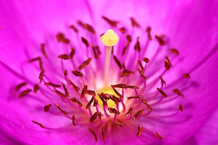 אבקנים של פרח קלנדרינה