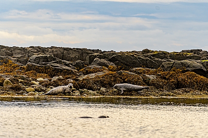 מושבת כלבי ים