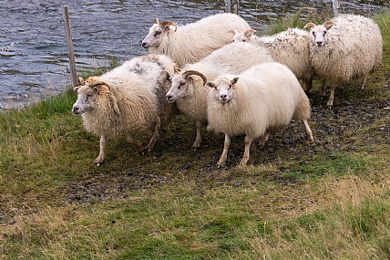 כבשים איסלנדיות
