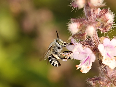 דבורת בר אמגילה