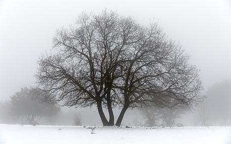 עץ בודד בשלג