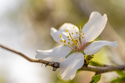 blossom almonds trees