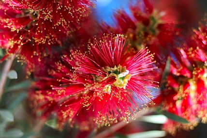 עץ בפריחה אדומה 