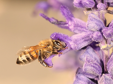 דבורת דבש אירופאית 