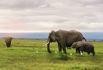 משפחת הפילים 