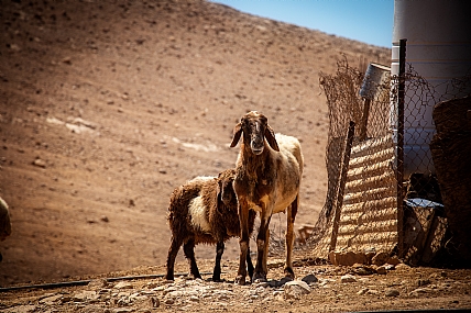 Sheep in the desert