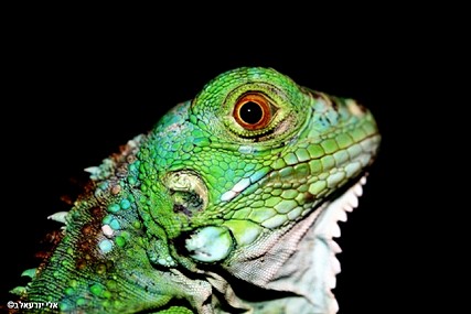 Reptilian Portrait