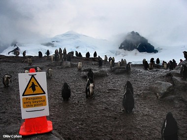 כיבוש הפינגווינים.. 