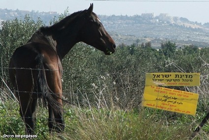 לא קורא עברית - בעלי חיים, סוסים, סוס גדר. צילום של  עופר pegasos. המצלמה: FinePix S5100