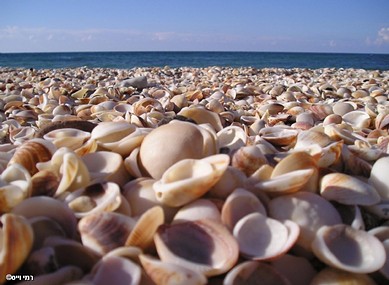 Sea of shells