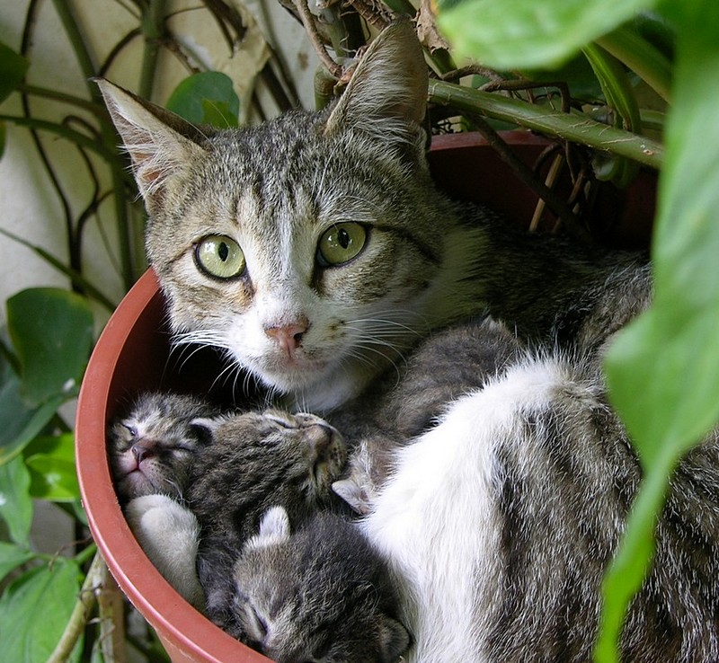 מגדלים חתולים בעציצים