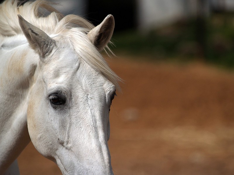 תראו , עשיתי פאן.. - בעלי חיים, סוסים, סוס. צילום של Mayo Ran. המצלמה: E-300