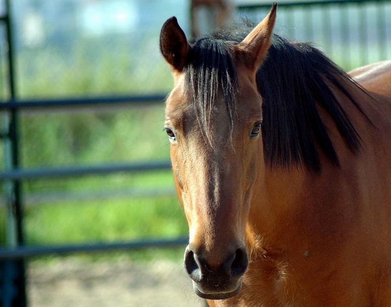 סוס - בעלי חיים, סוסים, סוס . צילום של סיגל בן ארי. המצלמה: NIKON D70s