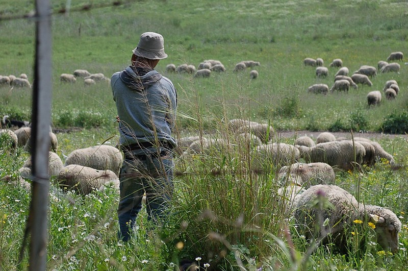 Shepherd 2007 Style 