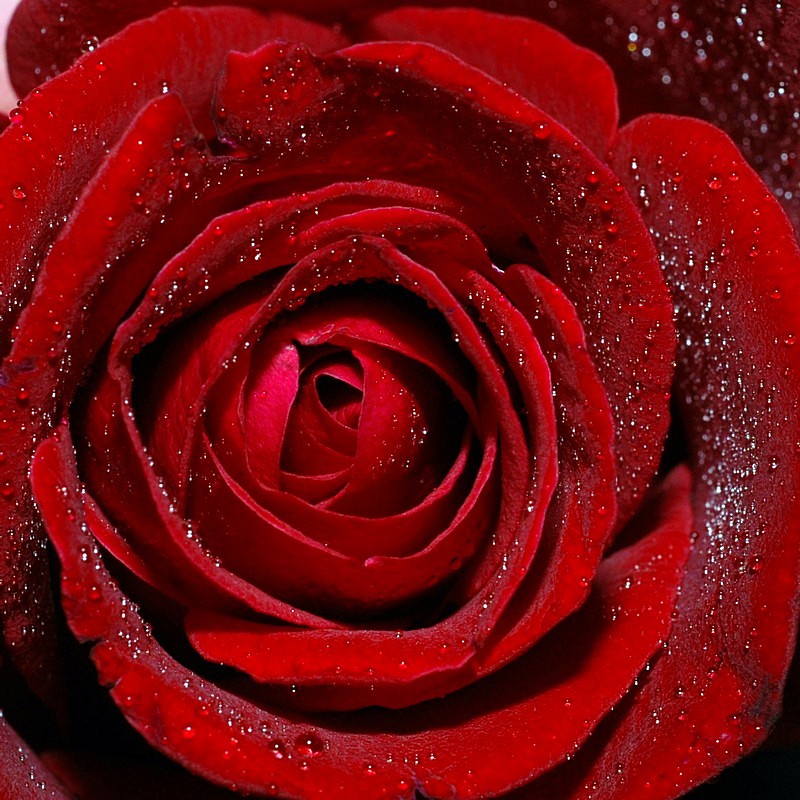 Red  Rose